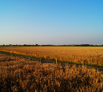 Farm field